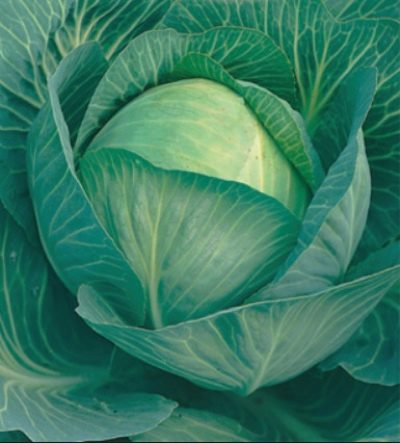 Gloria cabbage
