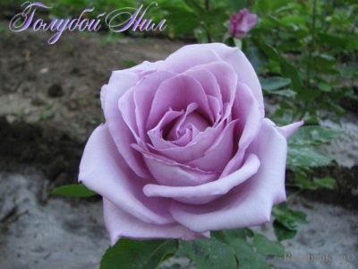 Rose Bleu Nil