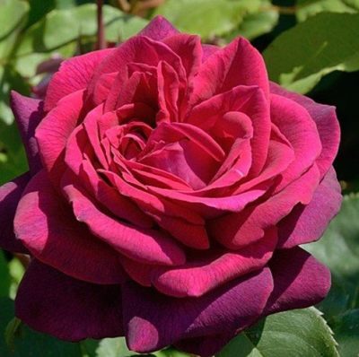 Růže hraběnka Diana