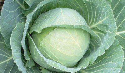 Cabbage Countess