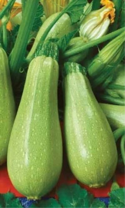 Courgettes Gribovskie 37