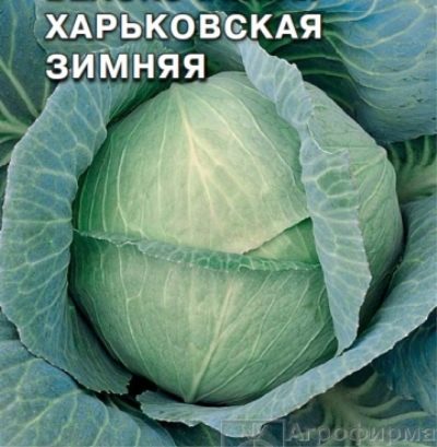 Kharkiv winter cabbage