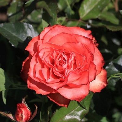 Leguán růže