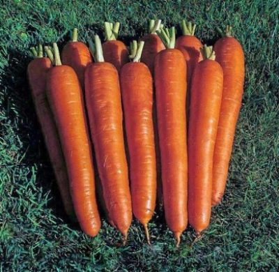 Empereur de la carotte