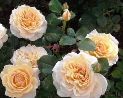 Jardín inglés de rosas