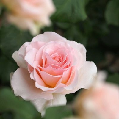 Róża Johann Strauss