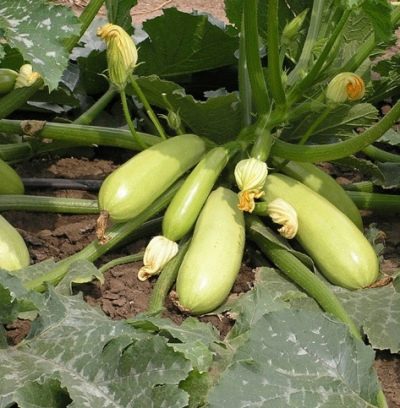 Zucchini Iskander