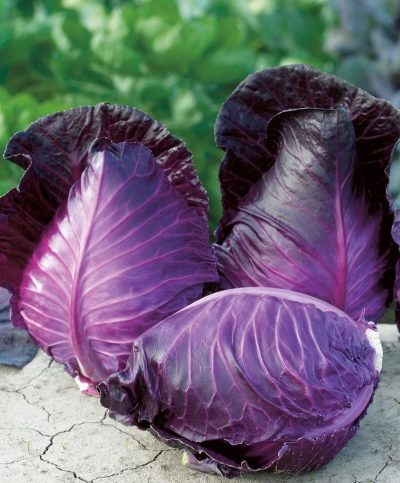 Kalibos cabbage