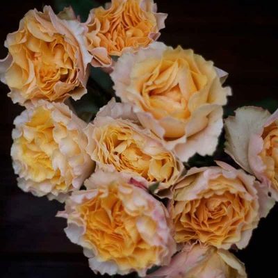 Růže Campanella broskev