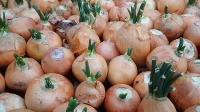 Karatal onion