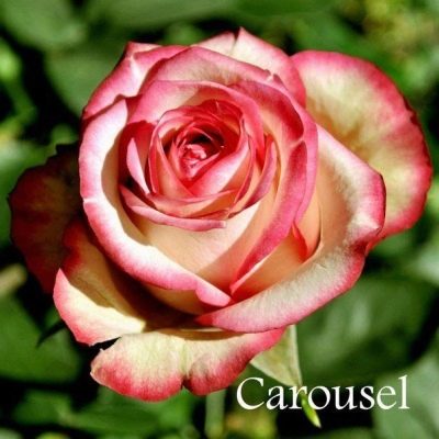 Carrousel de roses