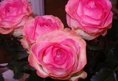 Avalancha de caramelo de rosas