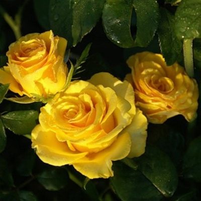 Růže Kerio