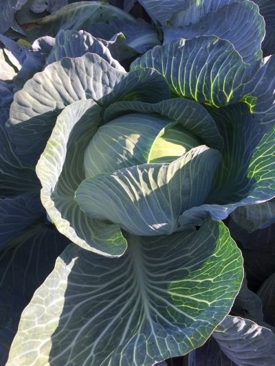 Kilaton cabbage