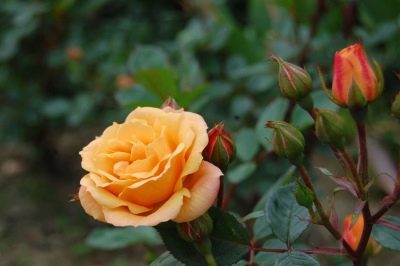 Clementina trandafir