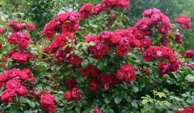 Rose colossale de Madère
