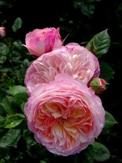 Rose de Constance