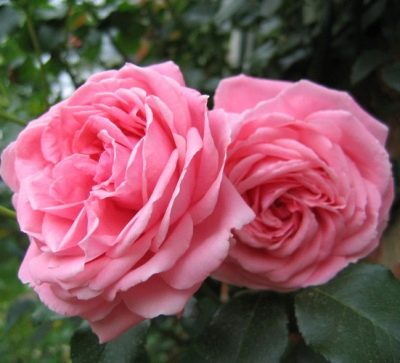 Rosa Coral Abajo