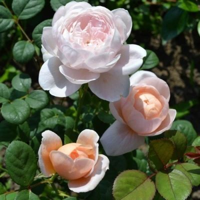 Rose Reine de Suède