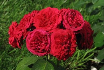 Rose Rotkäppchen