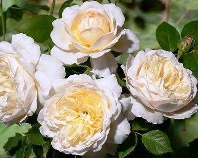 Rose Crocus Rose