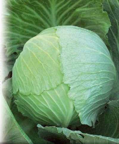 Creumont cabbage
