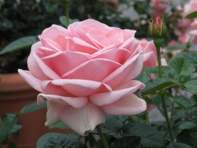 Rose Queen Elizabeth