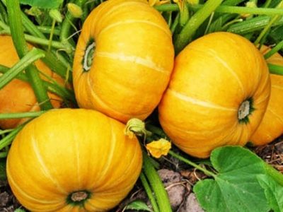 Orange bush pumpkin