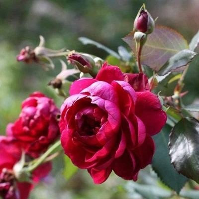 Rose of Quadra