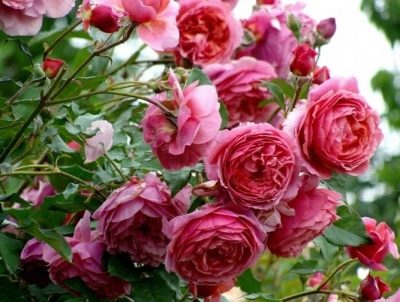 Rose Ladure