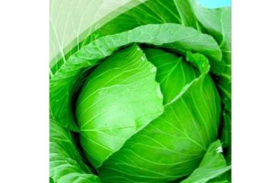 Languedaker cabbage