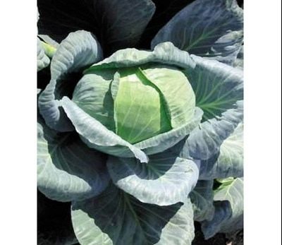 Larsia cabbage