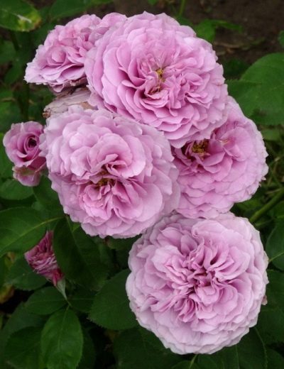 Rose Lavendel Eis