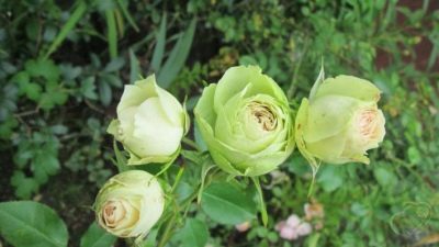 Rose dejlig grøn