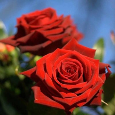 Růže krásná červená