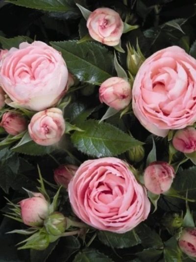 Rose Belle Rococo