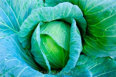 Lennox cabbage