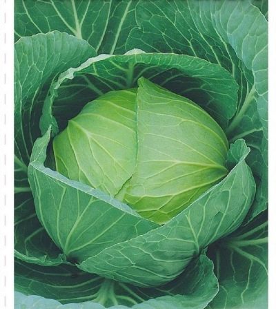 Losinoostrovskaya cabbage 8