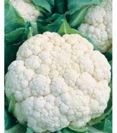 Cauliflower Marvel 4 seasons