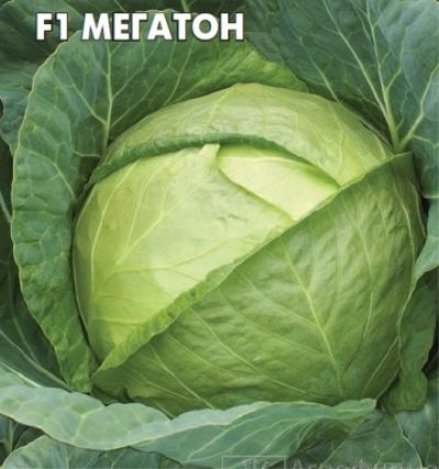 Cabbage Megaton
