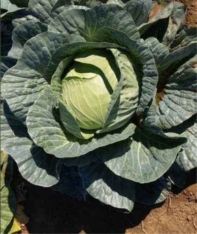 Cabbage Menzania