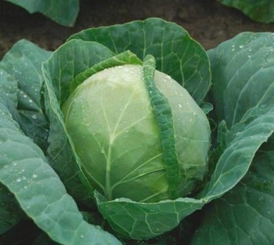Morozko cabbage