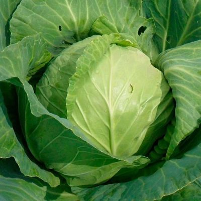 Cabbage Hope