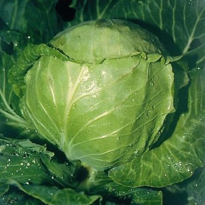 Cabbage Number one Gribovsky 147