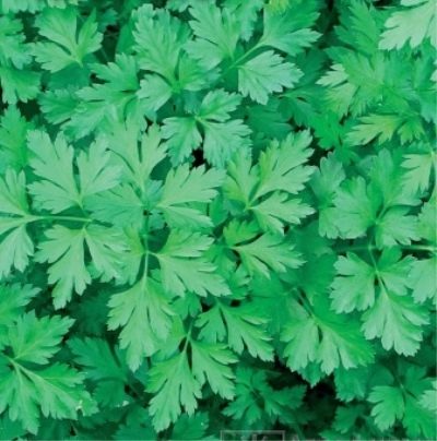 Common parsley, leaf