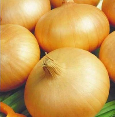 Odintsovets onion