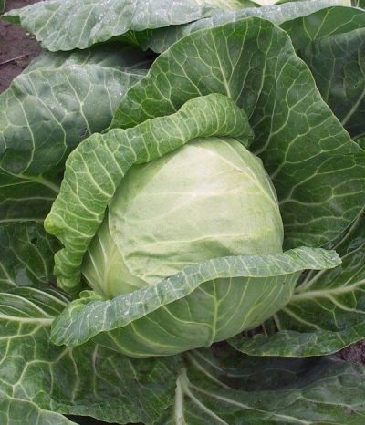 Cabbage Pandion
