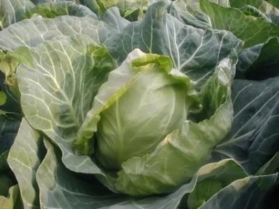 Parel cabbage