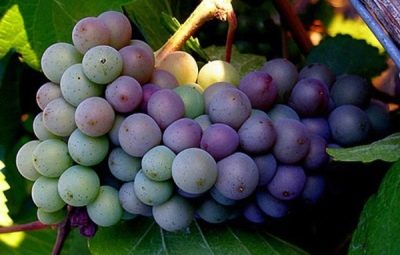 Pinot Gris-druiven
