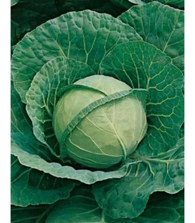 Cabbage Gift